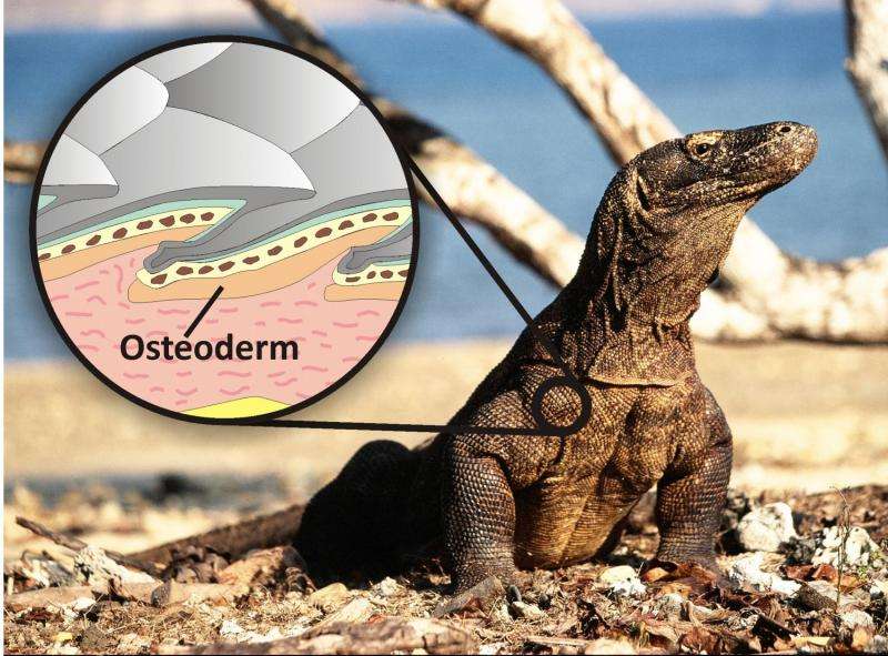 Giant killer lizard fossil shines new light on early Australians