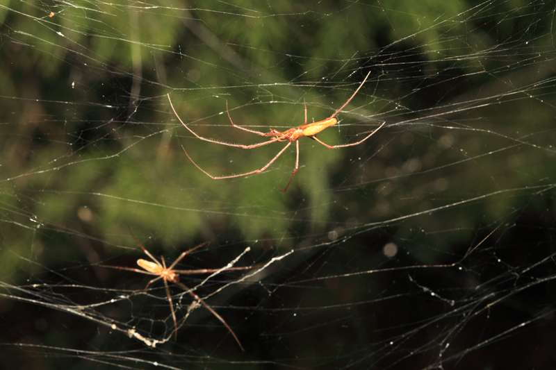 Giant spider webs make another appearance in Dallas area