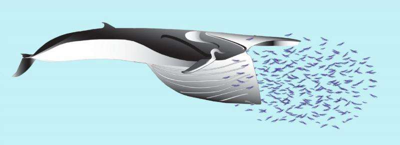 Gigantic whales have stretchy 'bungee cord' nerves