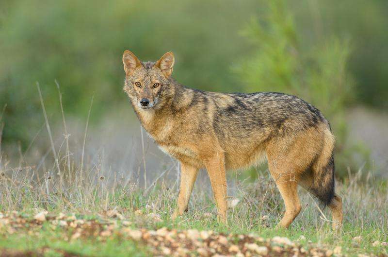 'Golden jackals' of East Africa are actually 'golden wolves'