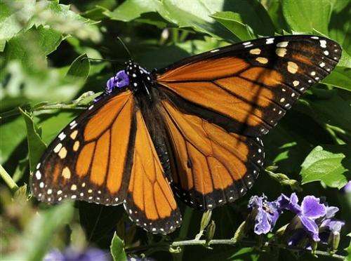 Government to spend $3.2 million to help monarch butterfly