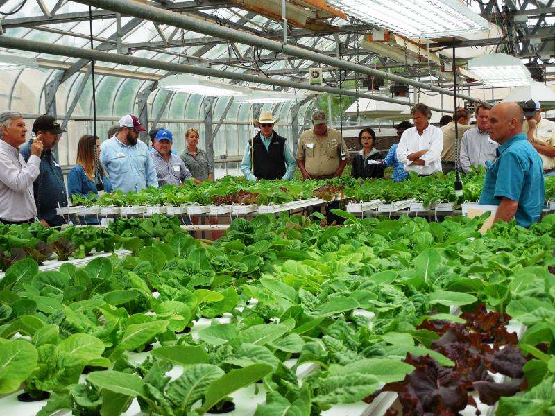 Growing high-value lettuce with 85 to 90 percent water savings  