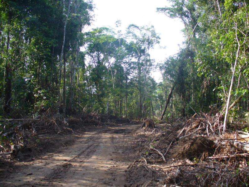 Half of all Amazonian tree species may be globally threatened