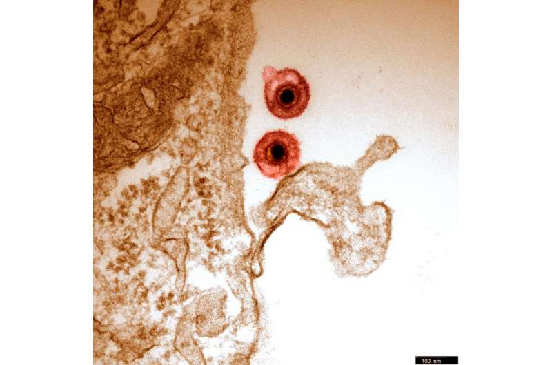 Herpes viruses with an unusual broad host range