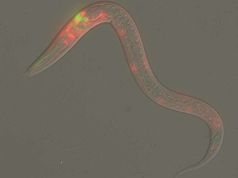 How a mutant worm's reaction to a foul smell could lead to new disease treatment avenues