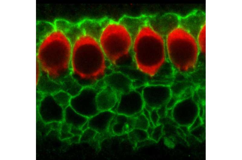 How cells in the developing ear 'practice' hearing