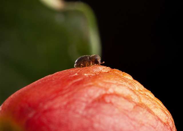 How coffee berry borers survive on caffeine