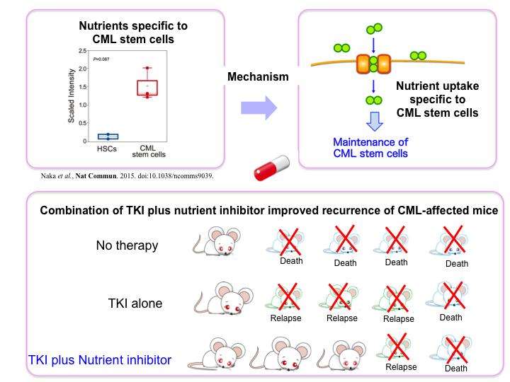 How do harmful chronic myelogenous leukemia stem cells obtain their nutrients?