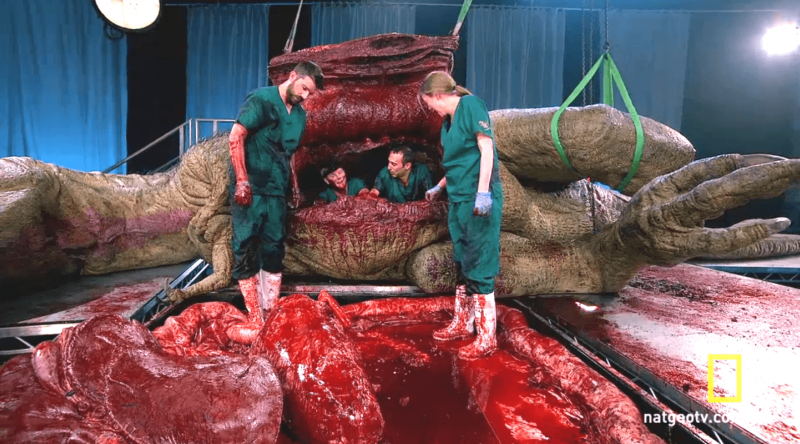 How I dissected a T. rex (it took chainsaws, feathers and lots of latex)