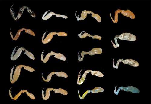 How mantis shrimp evolved many shapes with same powerful punch