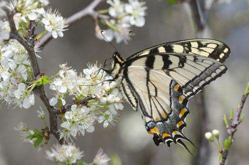How the Eastern tiger swallowtail got 'scary'