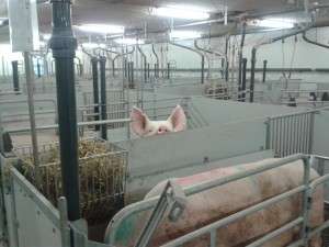 How to reduce piglet mortality with sows in loose-housed systems
