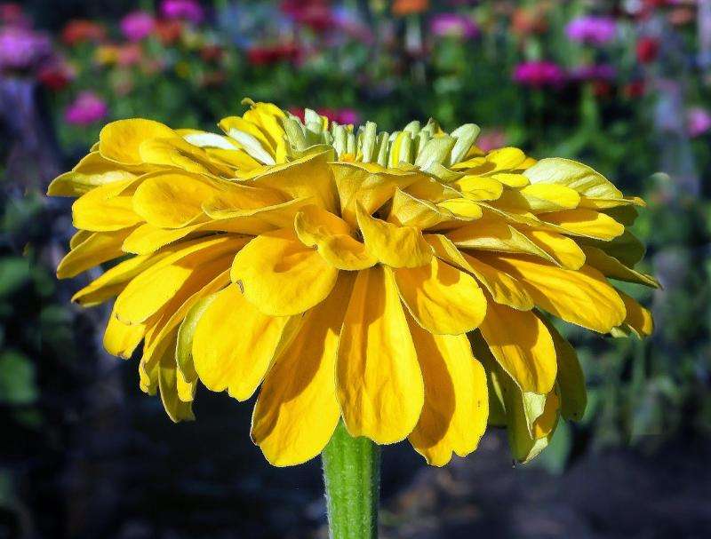 How zinnias shaped a budding biologist, and other fun facts about plants
