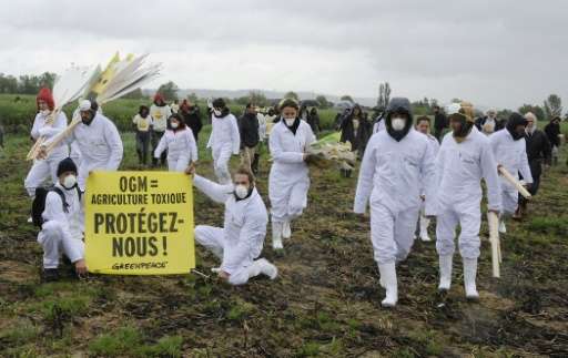 Hundreds of anti-GMO activists and Greenpeace activists protest after uprooting genetically modified mais plants, on May 2, 2014