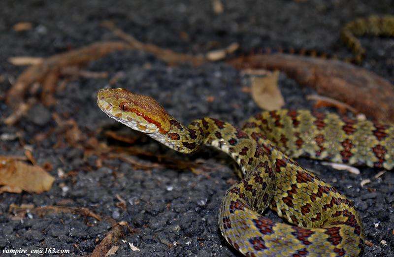 Hundreds of new species discovered in the fragile Eastern Himalayan region