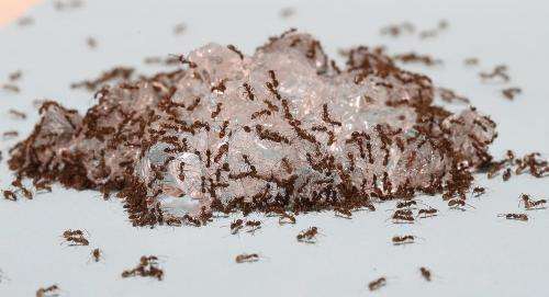 Hydrogel baits offer novel way to manage invasive ants