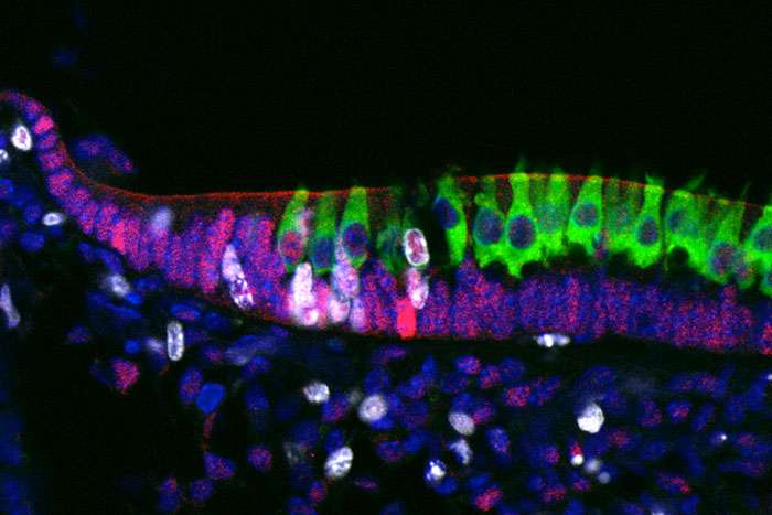 Image gallery: Study of inner ear development hints at way to restore hearing and balance