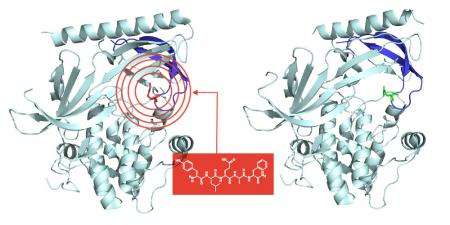 Inhibitor for abnormal protein points the way to more selective cancer drugs