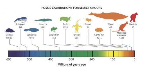 International team of scientists launches fossil database