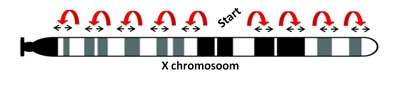 In the spotlight: X chromosome inactivation