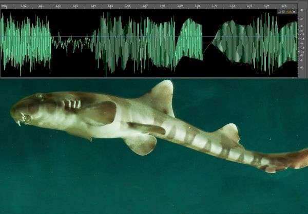 Is human noise pollution affecting our sharks?