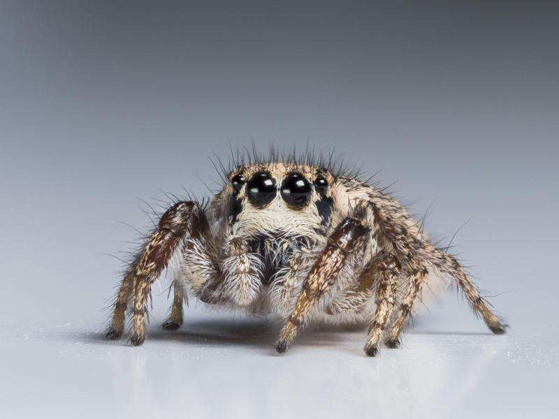 Jumping spiders are masters of miniature color vision