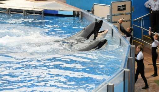 Killer whale &quot;Tilikum&quot; (back) appears during its performance in the show &quot;Believe&quot; at Sea World in Orlando, 