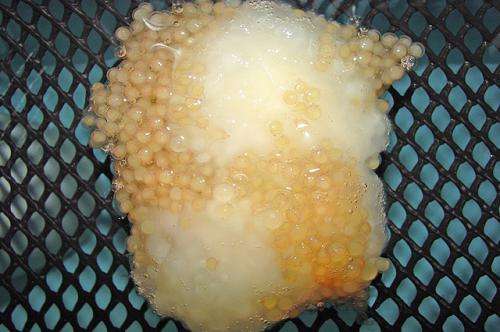 Killing fish egg fungus with a disinfectant