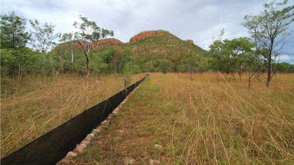 Kimberley fence captures animals’ ‘dry season shuffle’