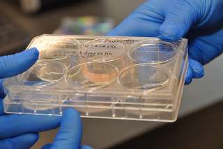 Lab creates potentially life saving heart cells