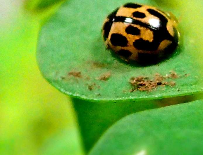Ladybird colors reveal their toxicity