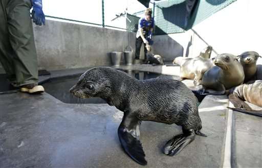 Large numbers of Guadalupe fur seals dying off California