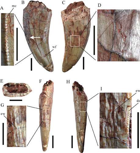 Large theropod teeth found from the upper cretaceous of Jiangxi, Southern China
