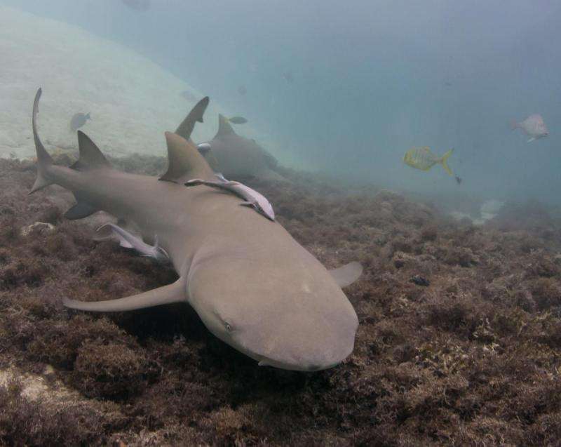 Lemon shark cruises waters near Australia's Heron Island