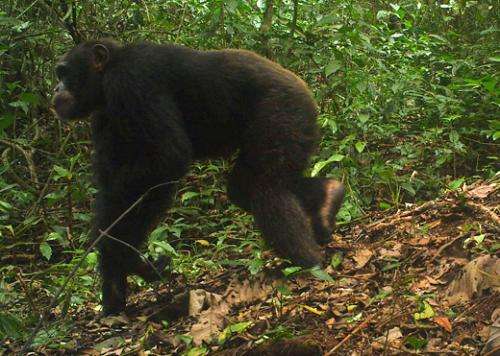 Liberian camera trap survey captures rare footage of forest elephants
