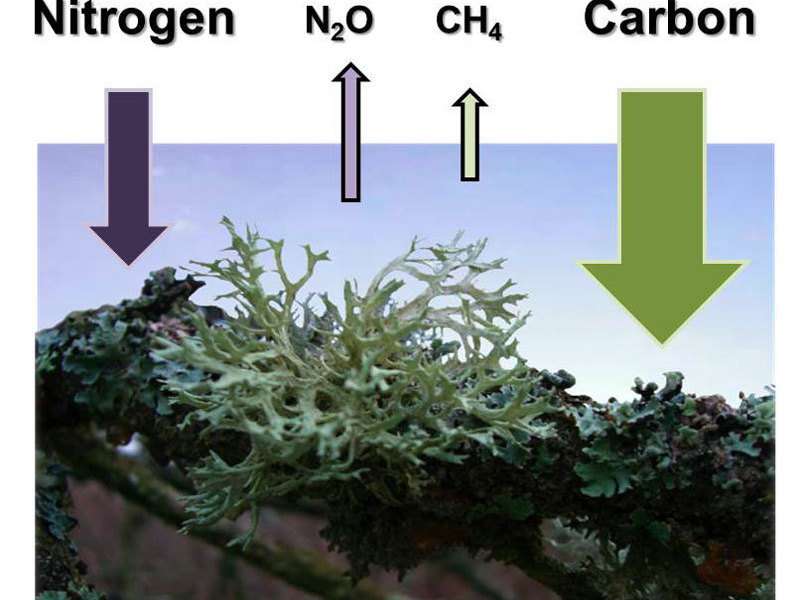 Lichens, mosses and cyanobacteria produce large amounts of nitrous oxide