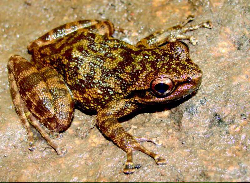 Life in the fast spray zone: 4 new endemic tooth-frog species in West African forests