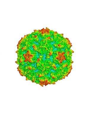 Lighting up a new path for novel synthetic polio vaccine