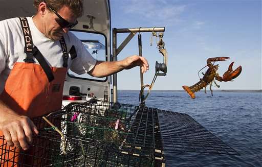 Lobster population is shifting north; ocean warming blamed