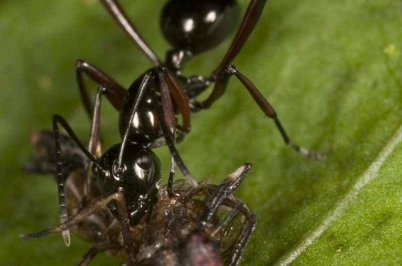 Logging means ants, worms and other invertebrates lose rainforest dominance