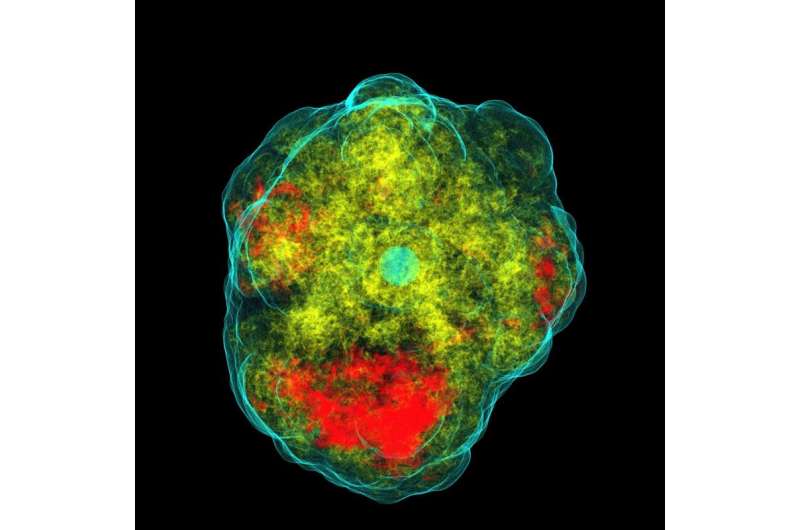 Lopsided star explosion holds the key to other supernova mysteries