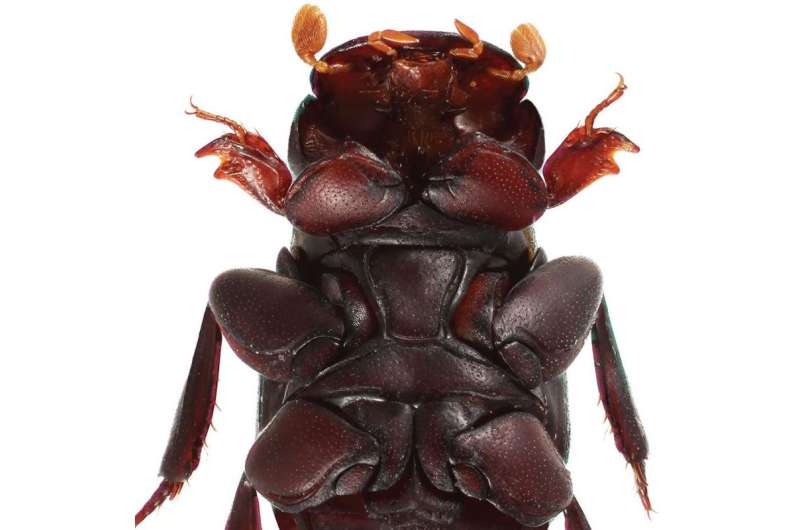 Love conquers all: A new beetle species from Cambodia named after Venus