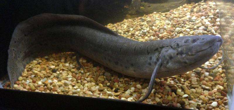 Lungfishes are not airheads