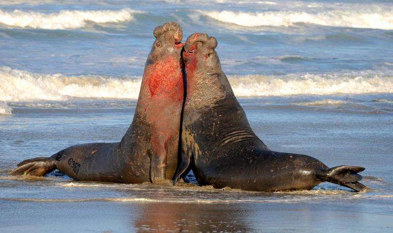 Male elephant seals use 'voice recognition' to identify rivals, study finds