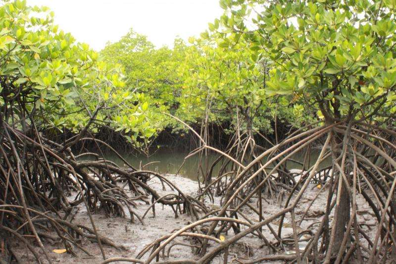 Mangroves of Australia's Hinchinbrook Island
