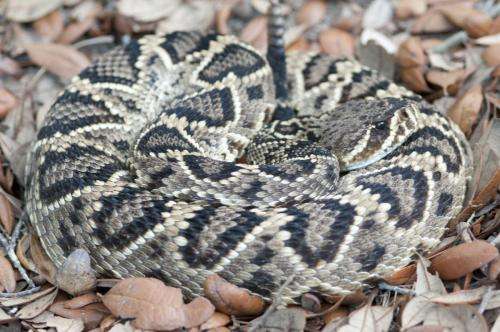 Mapping snake venom variety reveals unexpected evolutionary pattern