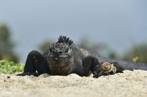 Marine iguanas, which live on land but get their food from the ocean, are found only on the Galapagos Islands