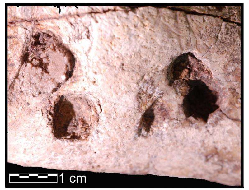 Marks on 3.4-million-year-old bones not due to trampling, analysis confirms