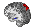 Mental maps: Route-learning changes brain tissue
