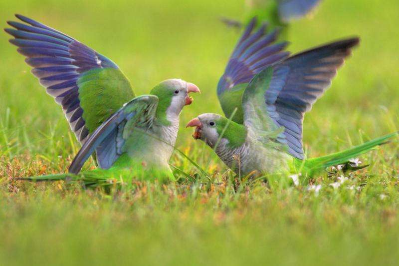 Mental math helps monk parakeets find their place in pecking order